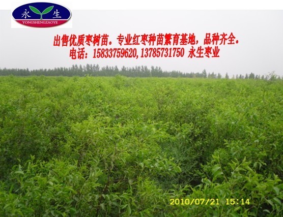 出售枣树苗出售枣树苗出售枣树苗出售枣树苗